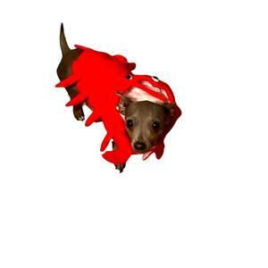 Dog Lobster costume